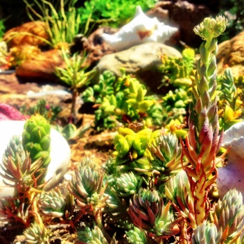 How to Grow Succulents from The Wanderer Guides Blog. #gardening #succulents